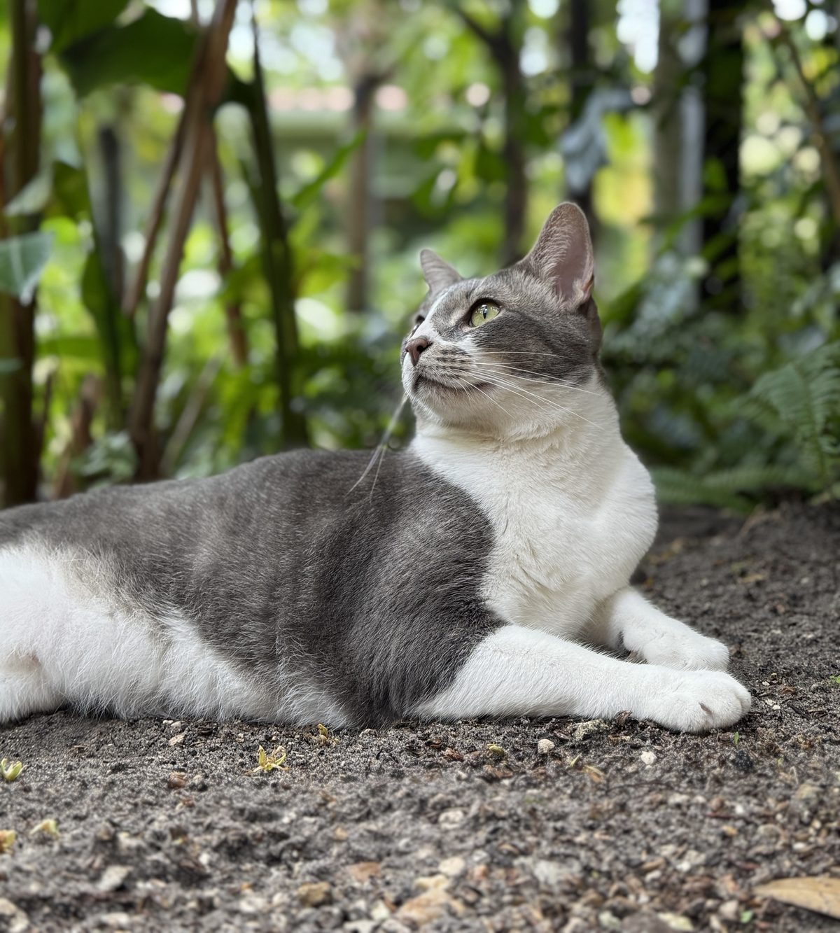 A grey and white cat relaxing in a garden, looking up