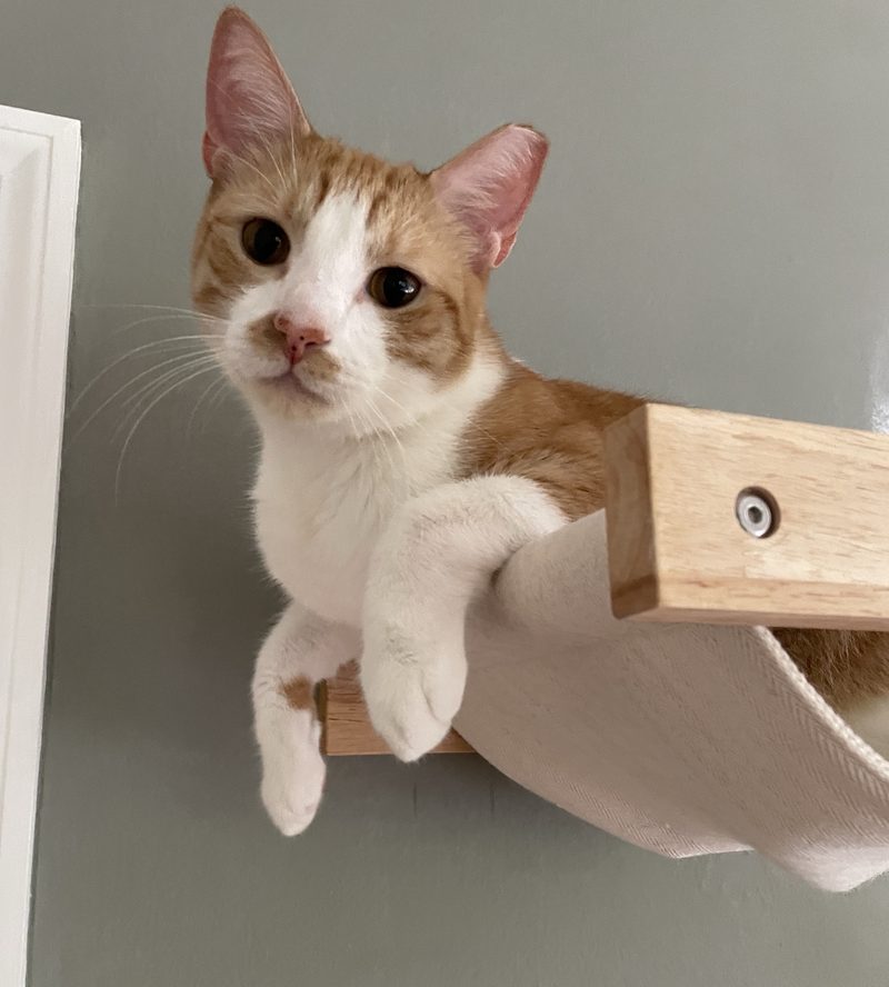 An orange and white cat resting in a wall hammock