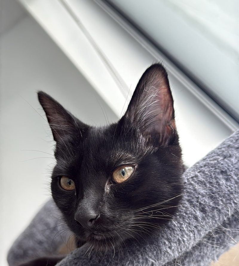 A black cat gazing out from a cozy perch